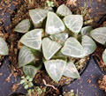 2" Haworthia Cooperi